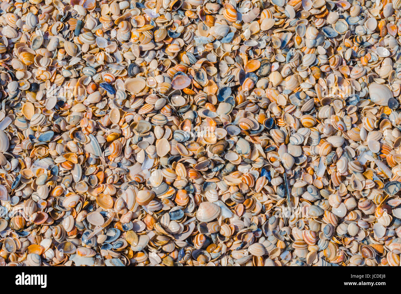 Nahaufnahme diverser Muscheln  die an den Strand gespült wurden. Von oben fotografiert. Stock Photo