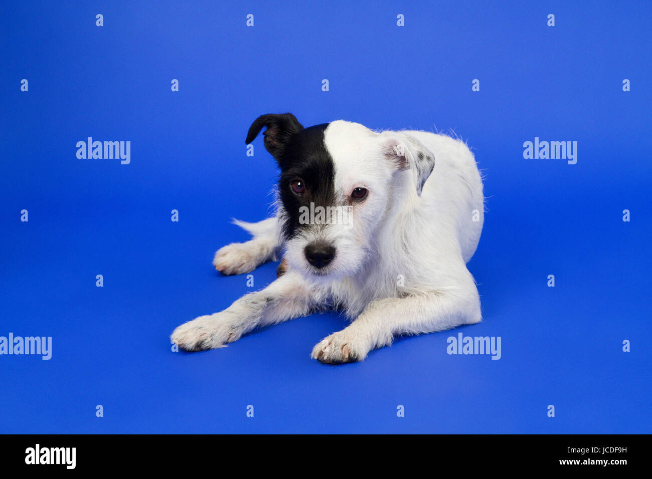 Schwarzweißer Parson Russell Terrier - Studioaufnahme Stock Photo