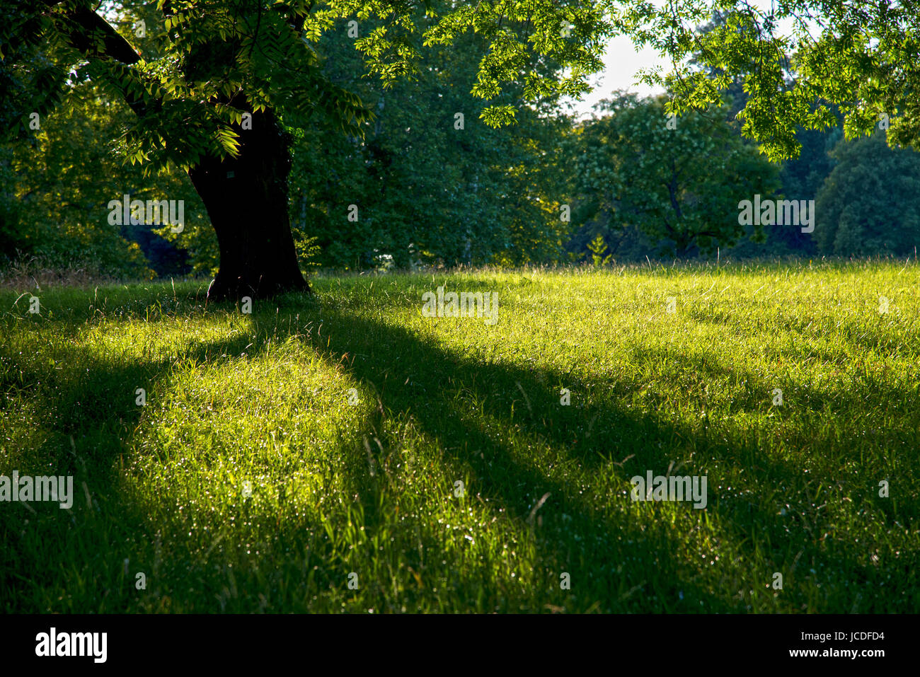 ein mächtiger Baum wirft einen langen Schatten auf die grüne Wiese Stock Photo