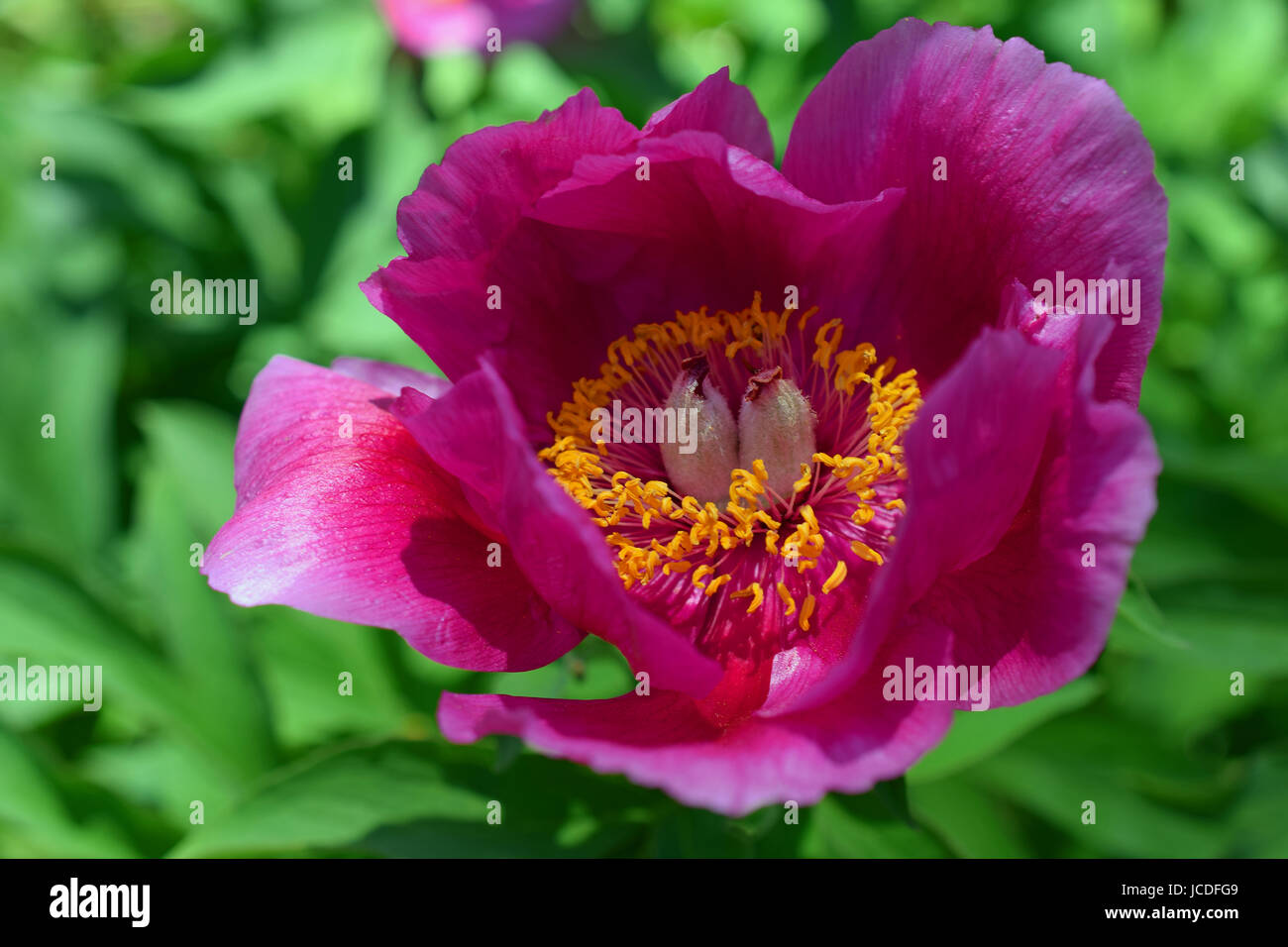 Pink Peony flower with green background. Stock Photo