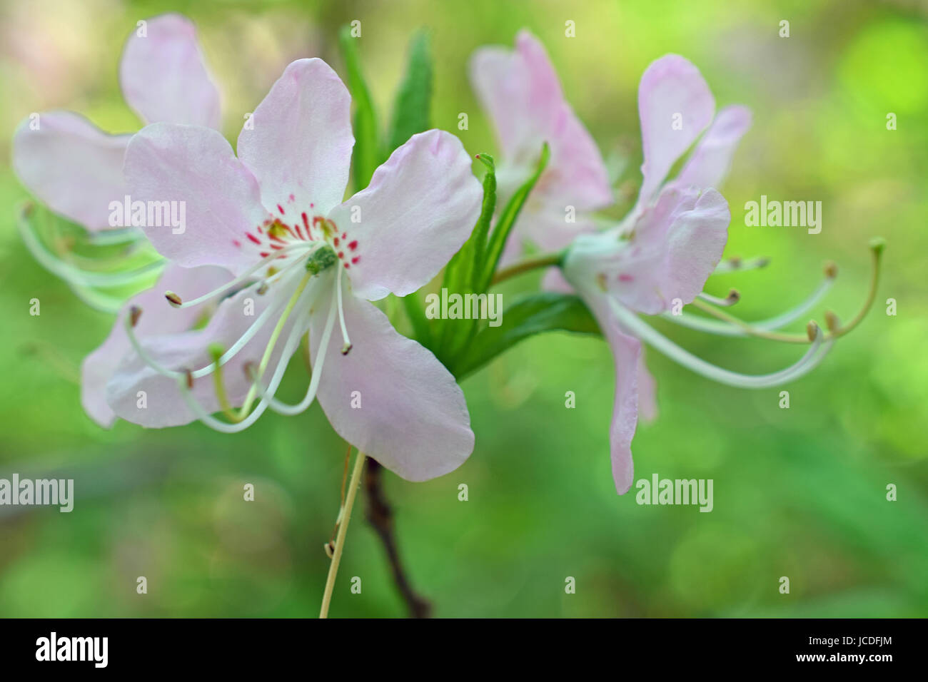 Pinkshell azalea hi-res stock photography and images - Alamy