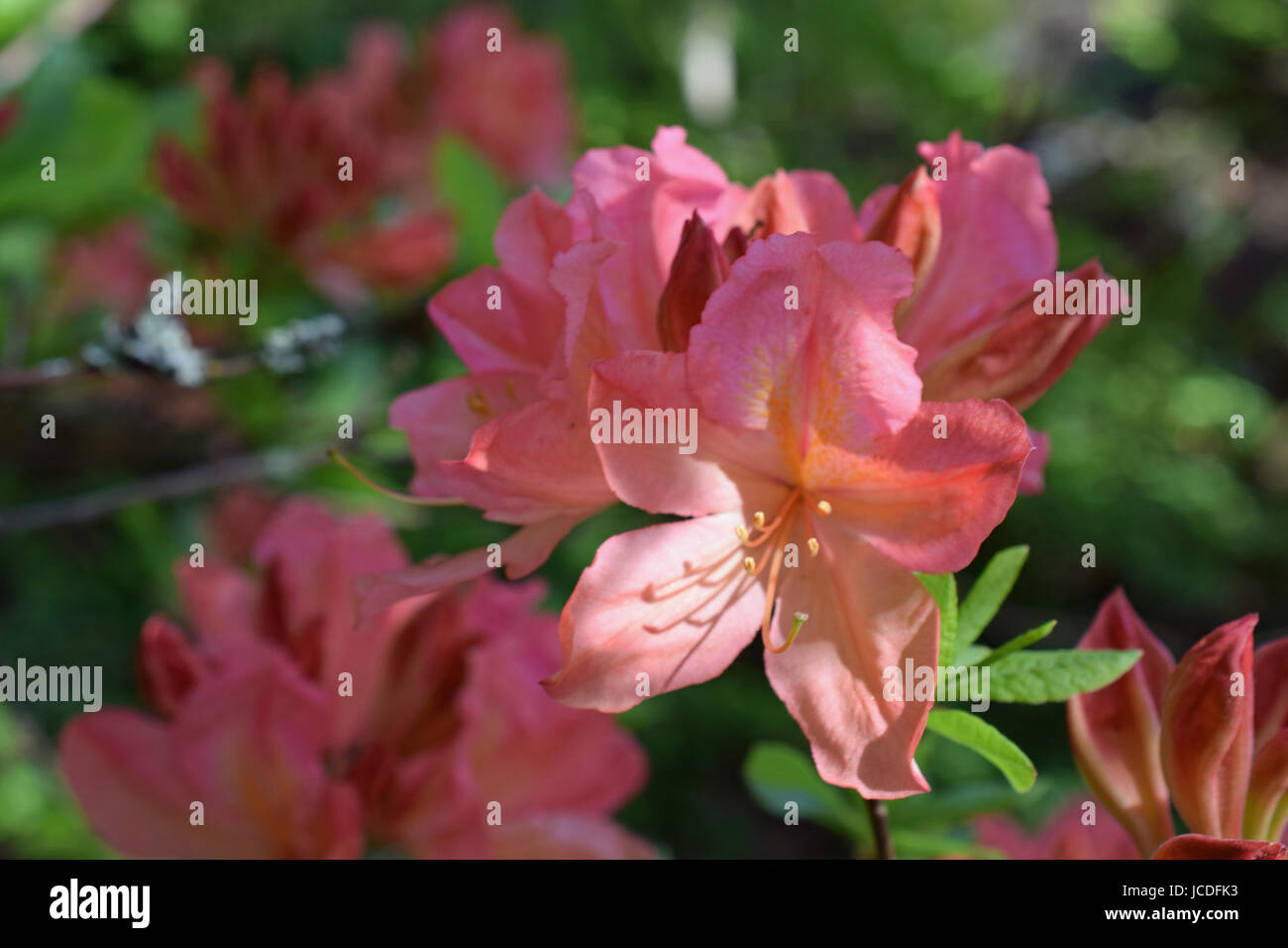 Rhododendron molle japonicum, beautiful pink flowers Stock Photo