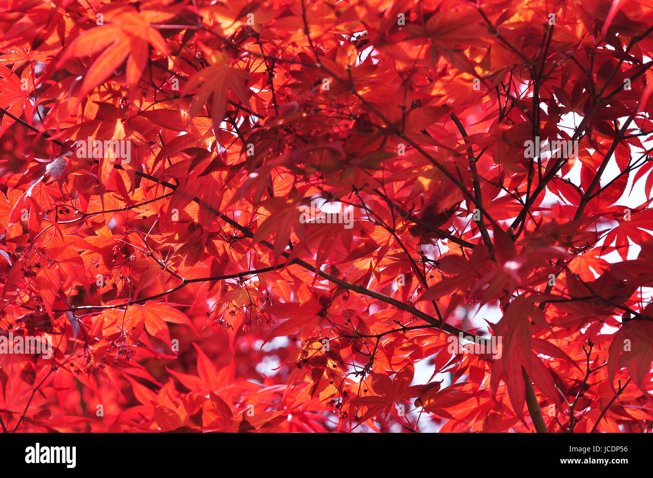 Japanese maple momiji hi-res stock photography and images - Alamy