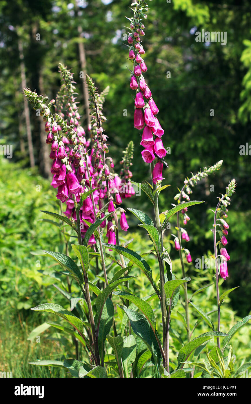 thimble medicinal plant Stock Photo Alamy