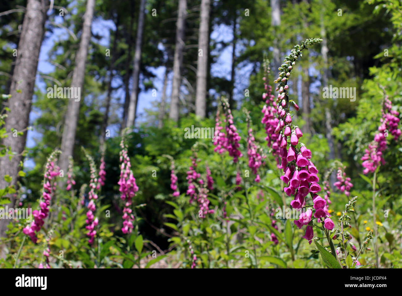 foxglove,foxgloves in the forest Stock Photo