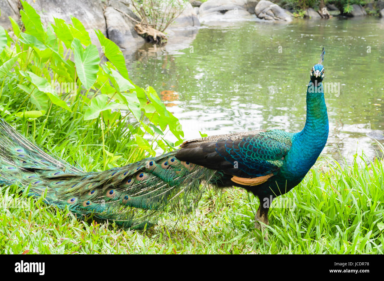 Beautiful colors of male peacock at grass in forest Stock Photo - Alamy