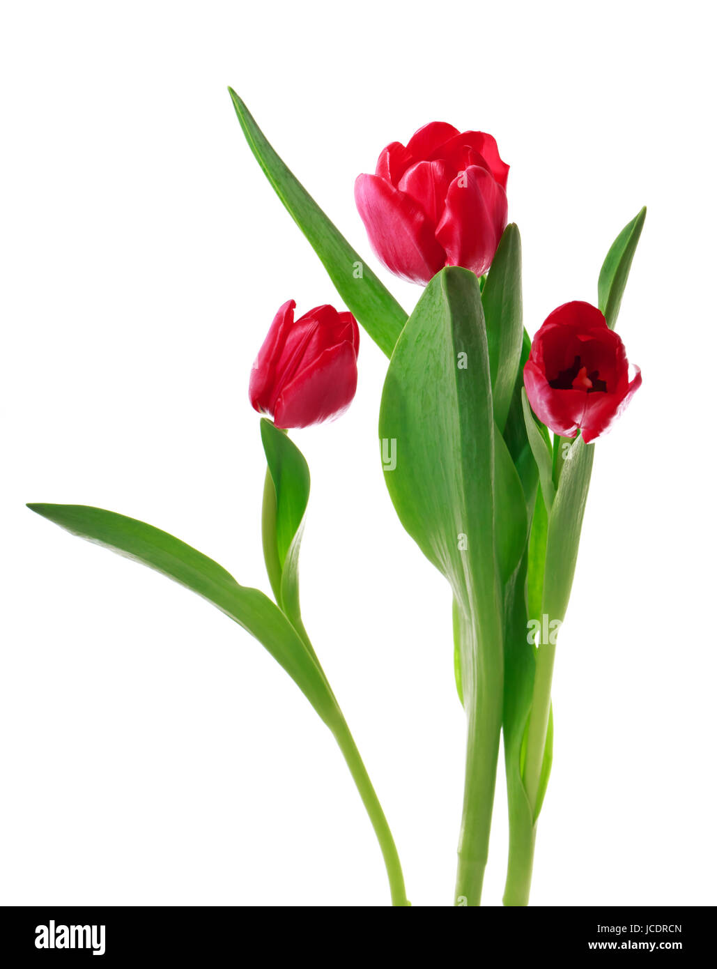 Beautiful red tulips isolated on white background Stock Photo - Alamy