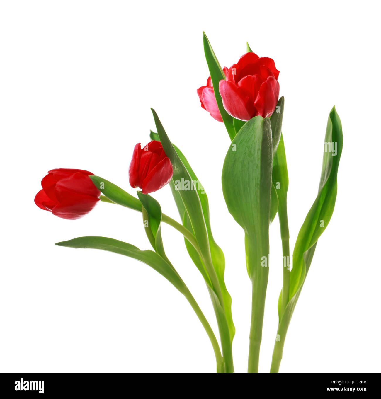 Beautiful red tulips isolated on white background Stock Photo - Alamy