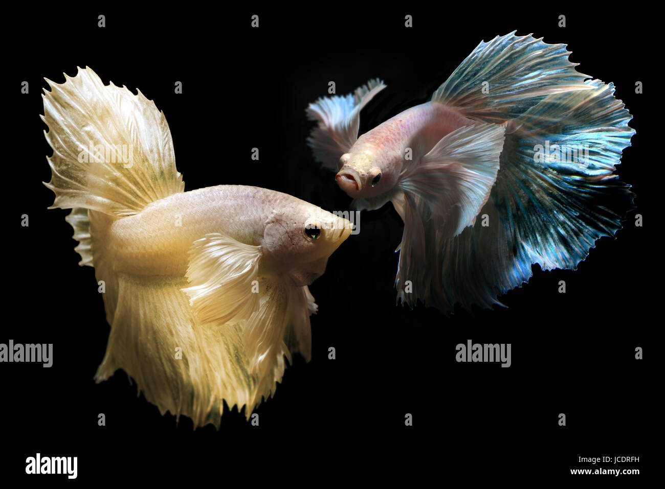 Betta or Saimese fighting fish swiming and show the motion of dress fin photo in flash studio lighting. Stock Photo