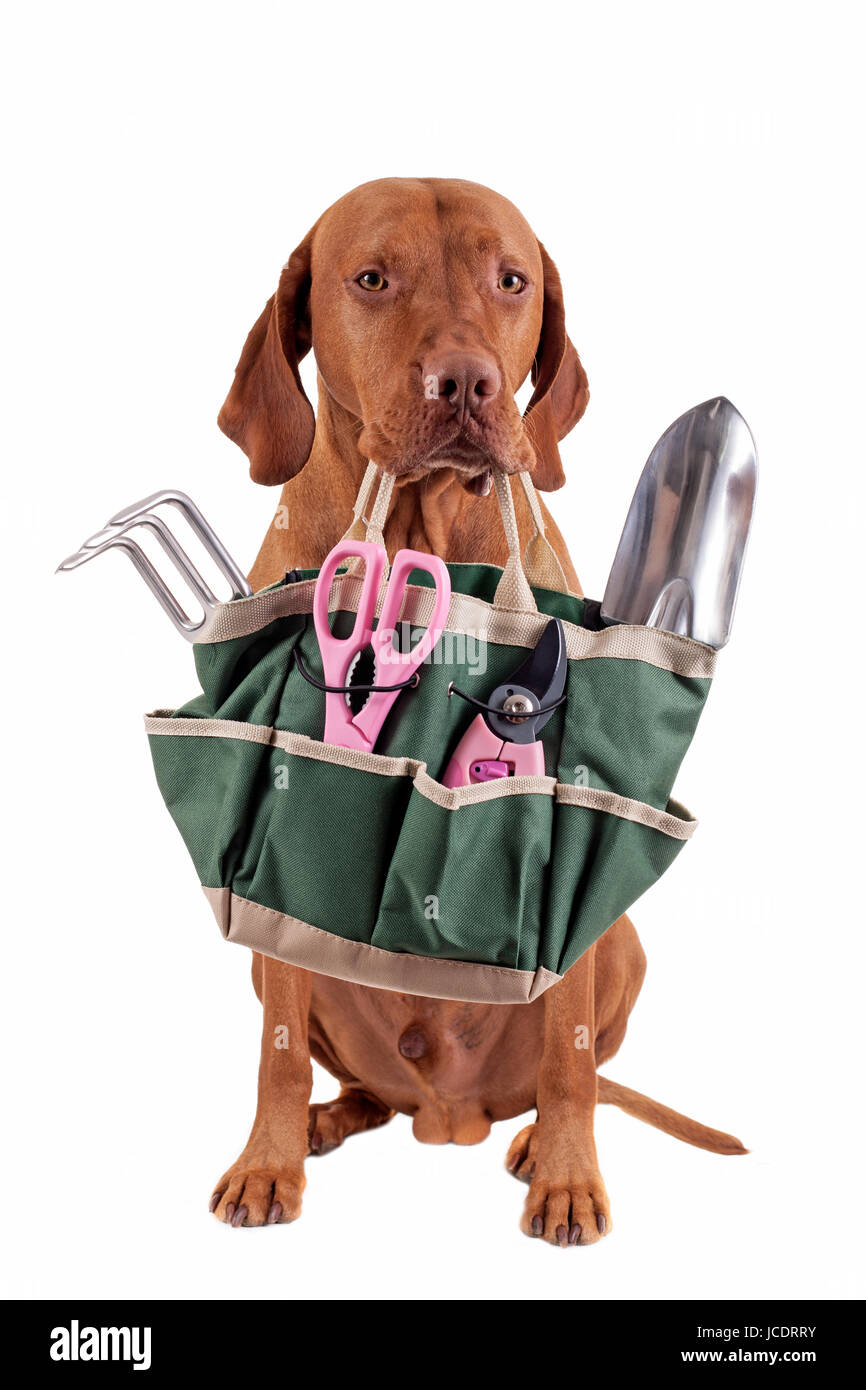 Dog holding bag online