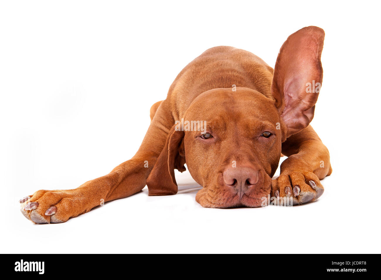 pure breed golden pointer dog laying on the ground with one ear in