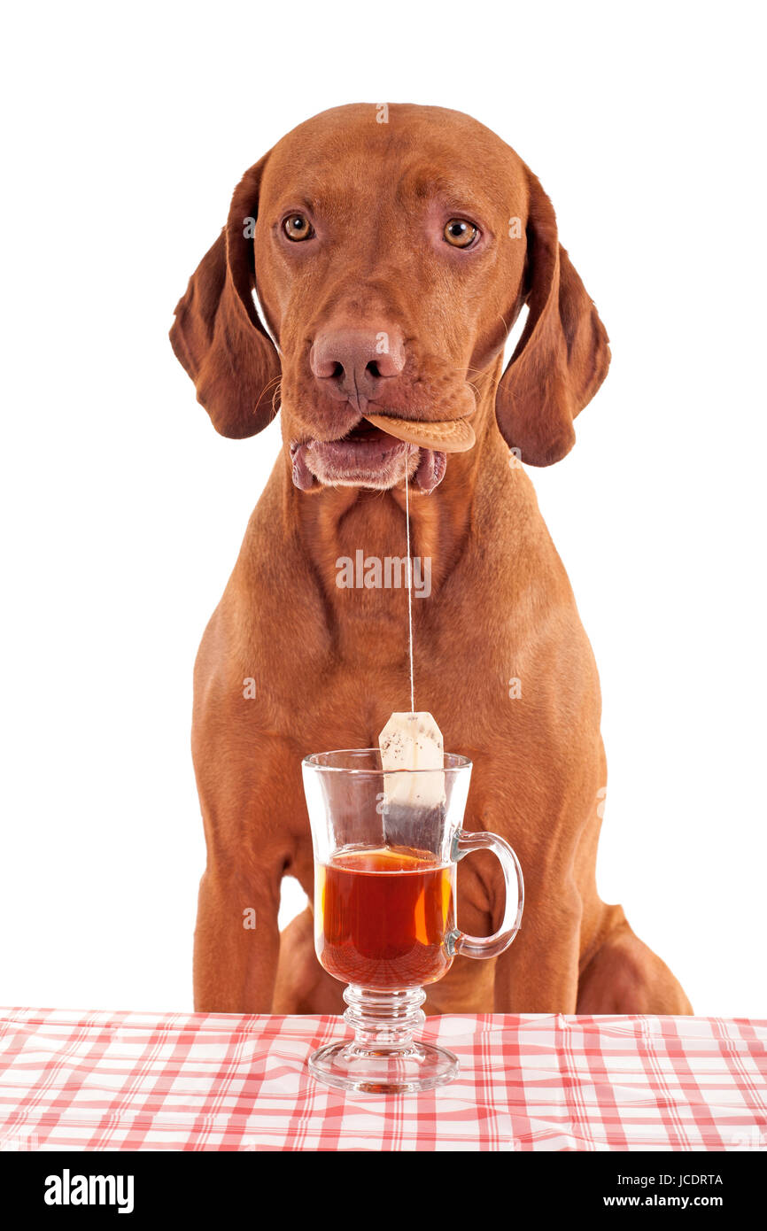 pure breed gold colored vizsla dog dipping tea bag in cup of water while holding a biscuit in mouth on white background Stock Photo Alamy