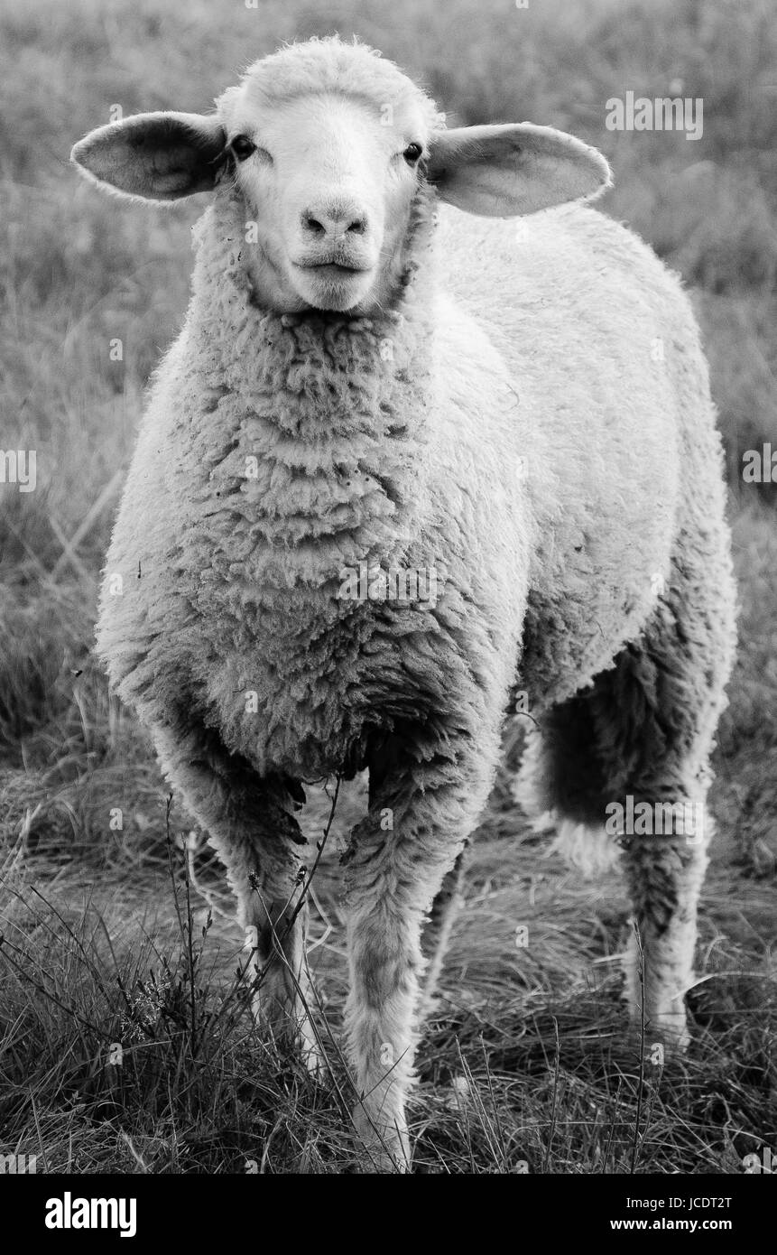 Schaf auf der Trupbacher Heide Stock Photo