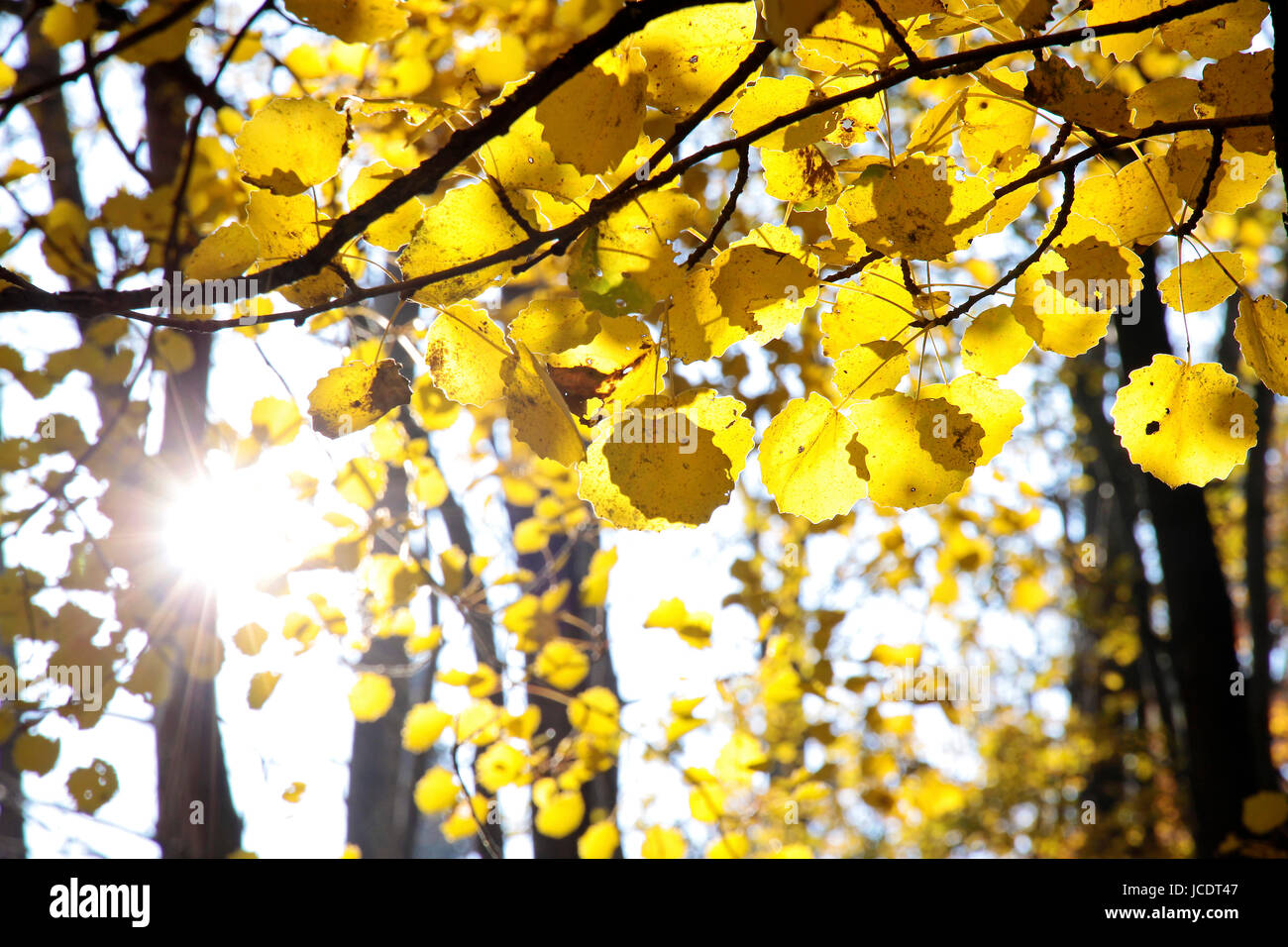 Zitterpappel High Resolution Stock Photography And Images Alamy