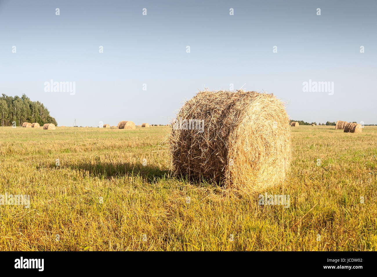 Haystacks in the field at sunny day Stock Photo - Alamy