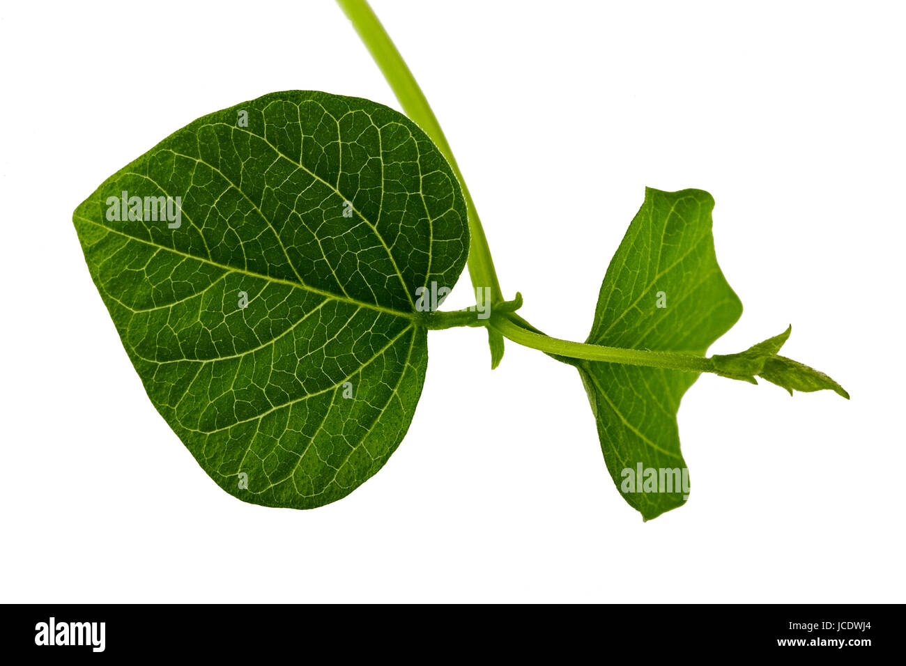 bean sprout leaf real time macro Stock Photo Alamy