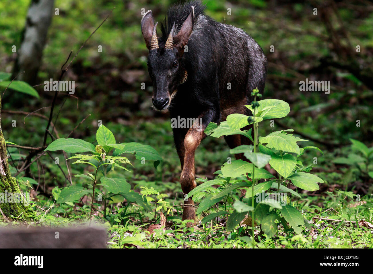 behaviors of serow in the forest of thailand Stock Photo
