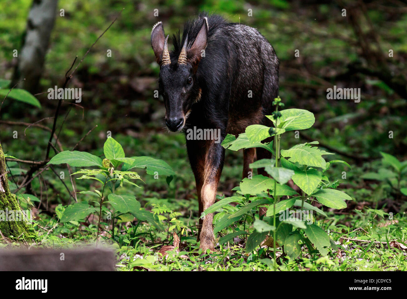 behaviors of serow in the forest of thailand Stock Photo
