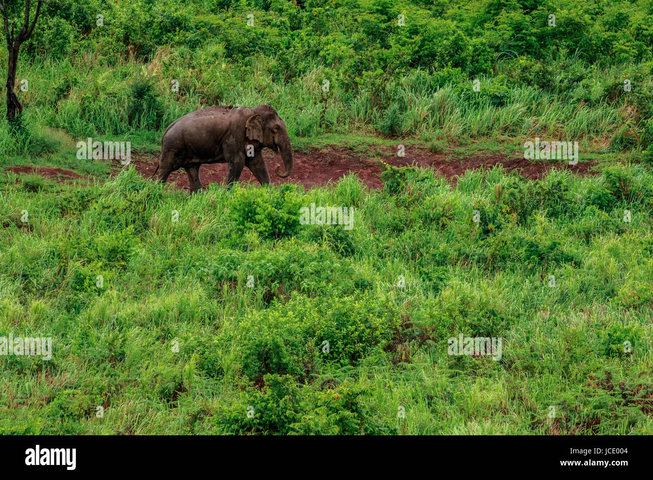 elephant walk in a grassland and saltlick Stock Photo Alamy