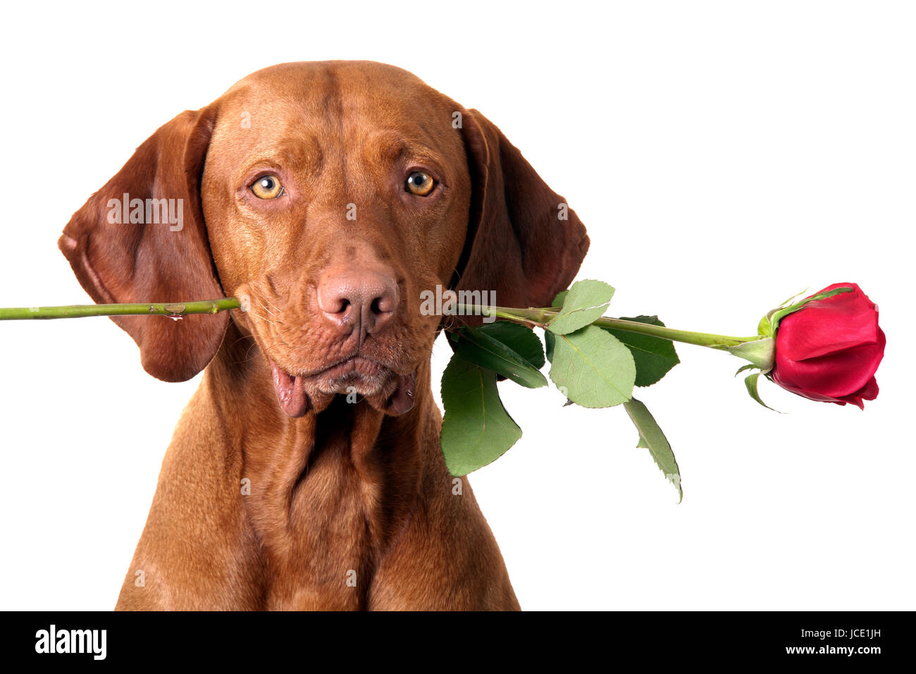 dog holding rose in mouth Stock Photo Alamy