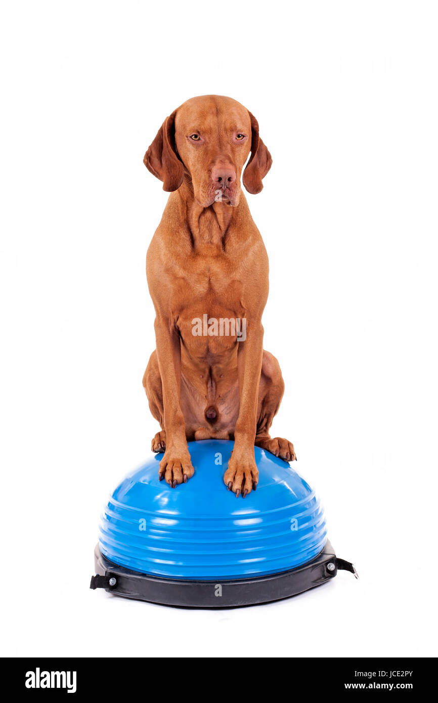 dog sitting balanced on the top of exercise ball on white background ...