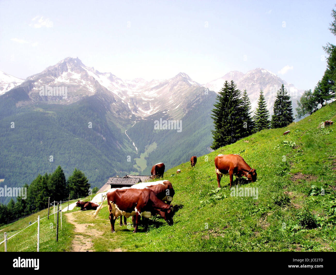 Kühe auf einer Bergweide, im Hintergrund die Zillertaler Alpen in Südtirol, Italien  Cows on a mountain willow, in background the Zillertal Alps in South Tyrol, Italy Stock Photo