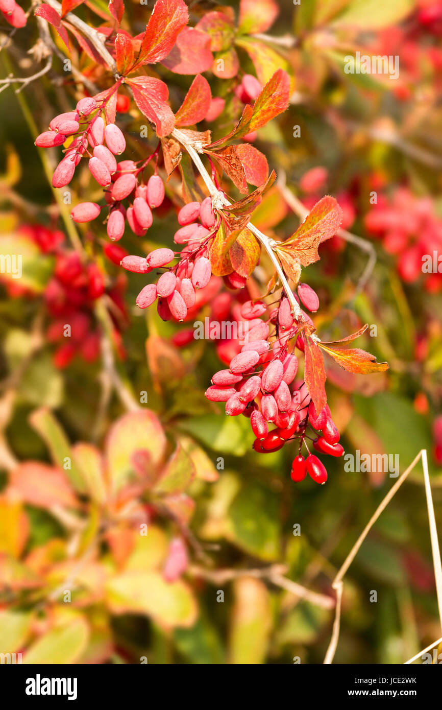 Close up of European barberry (Berberis vulgaris) Stock Photo