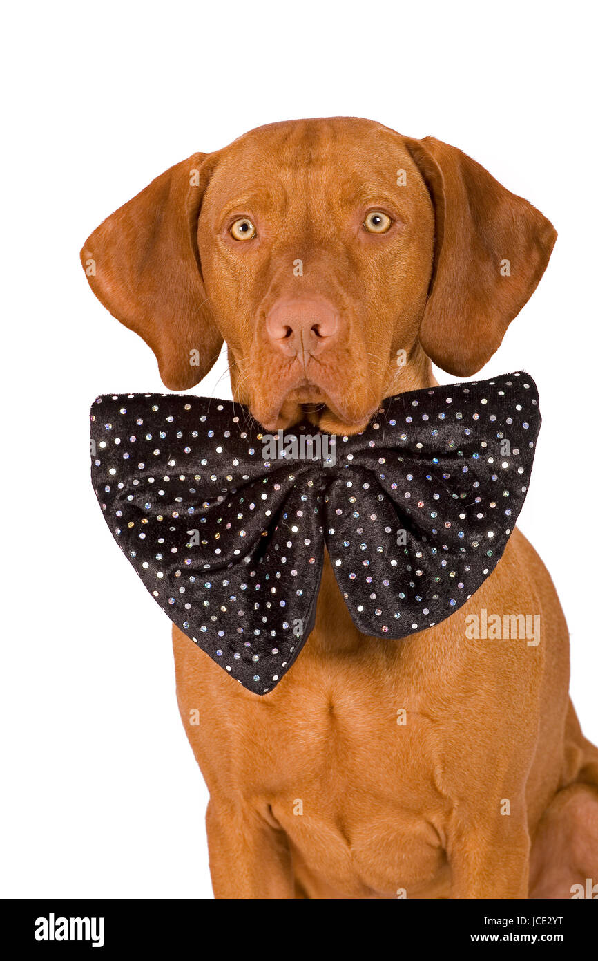 vizsla tie