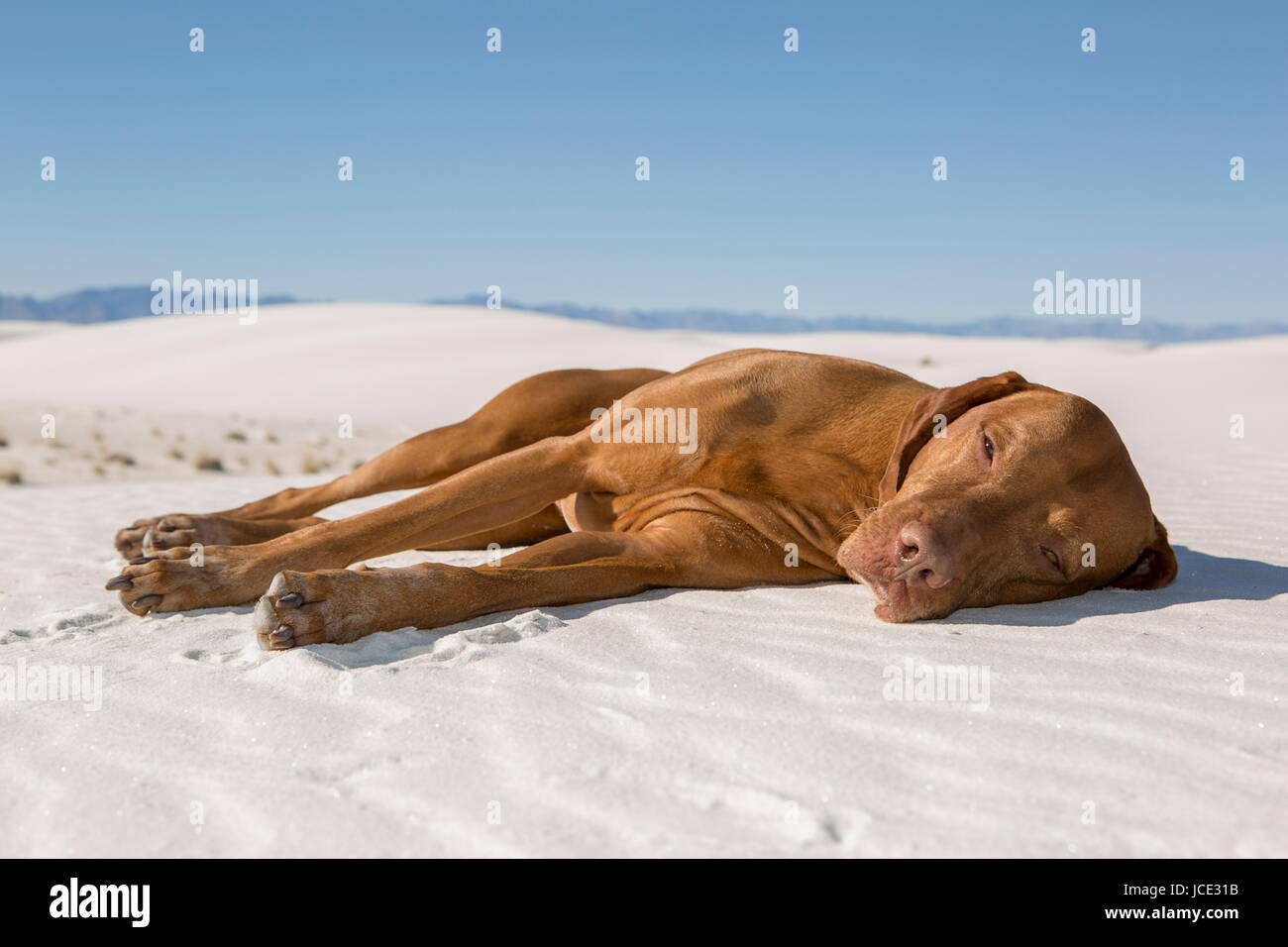 Sand Color Dog golden color pure breed dog laying in the white desert sand on a hot ...