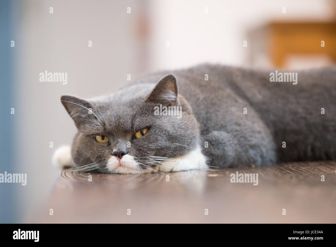 The gray British cat, lay on the table Stock Photo Alamy