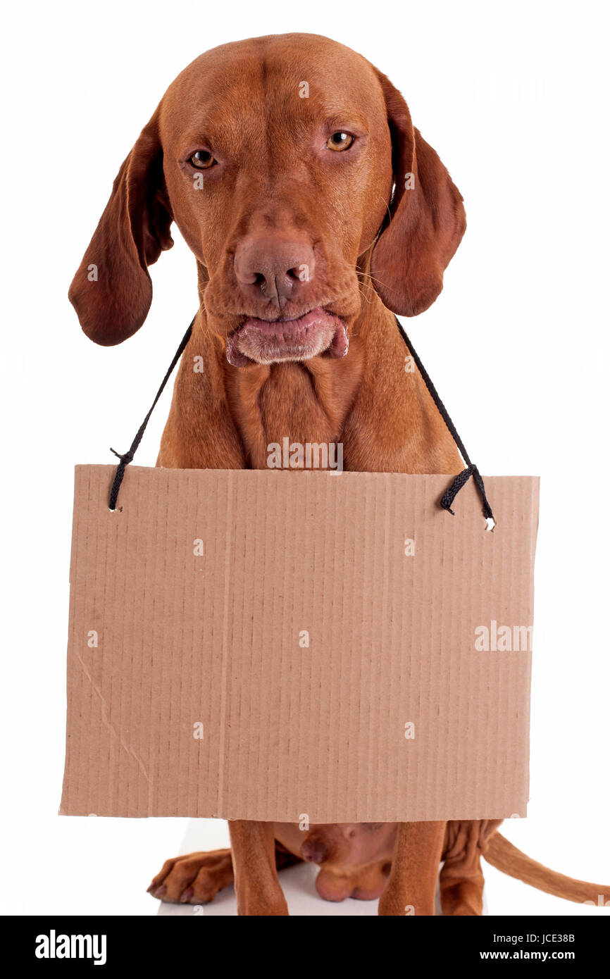 What Happens If A Dog Eats Cardboard