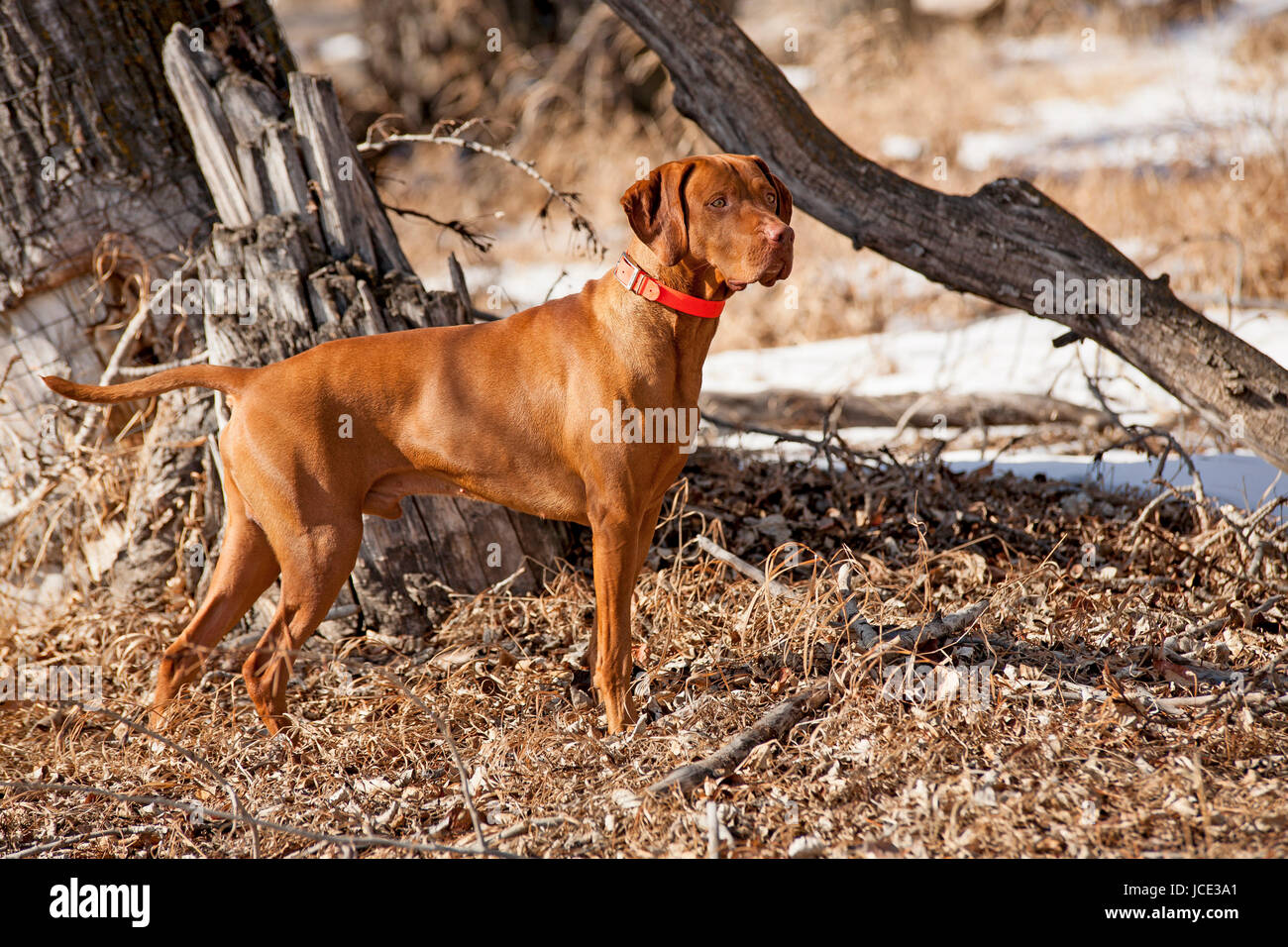 pure breed golden color pointer in field paying maximum attention