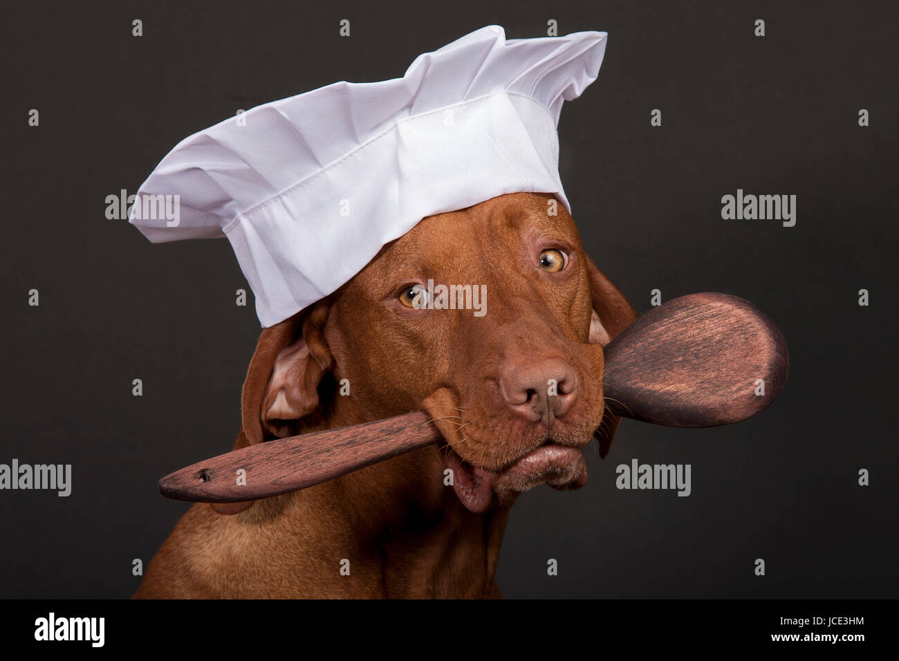 dog in chef hat