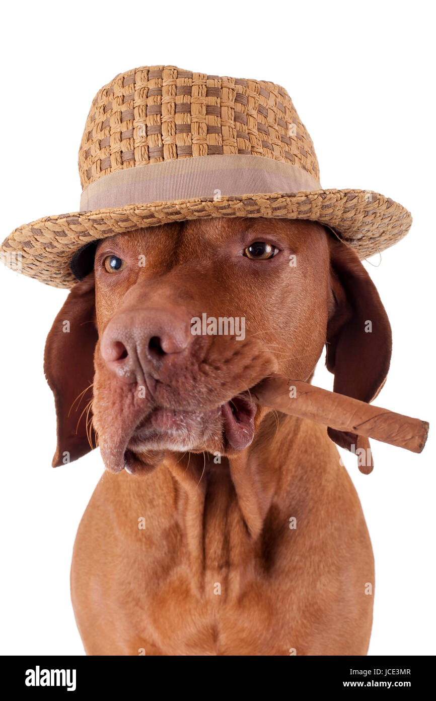 golden dog holding a cigar in mouth wearing a hat on white background