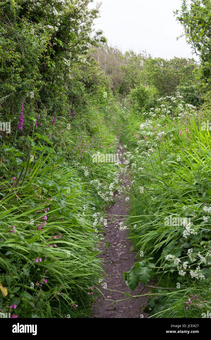 Cornish coastal path full of wild flowers, Cornwall, England Stock