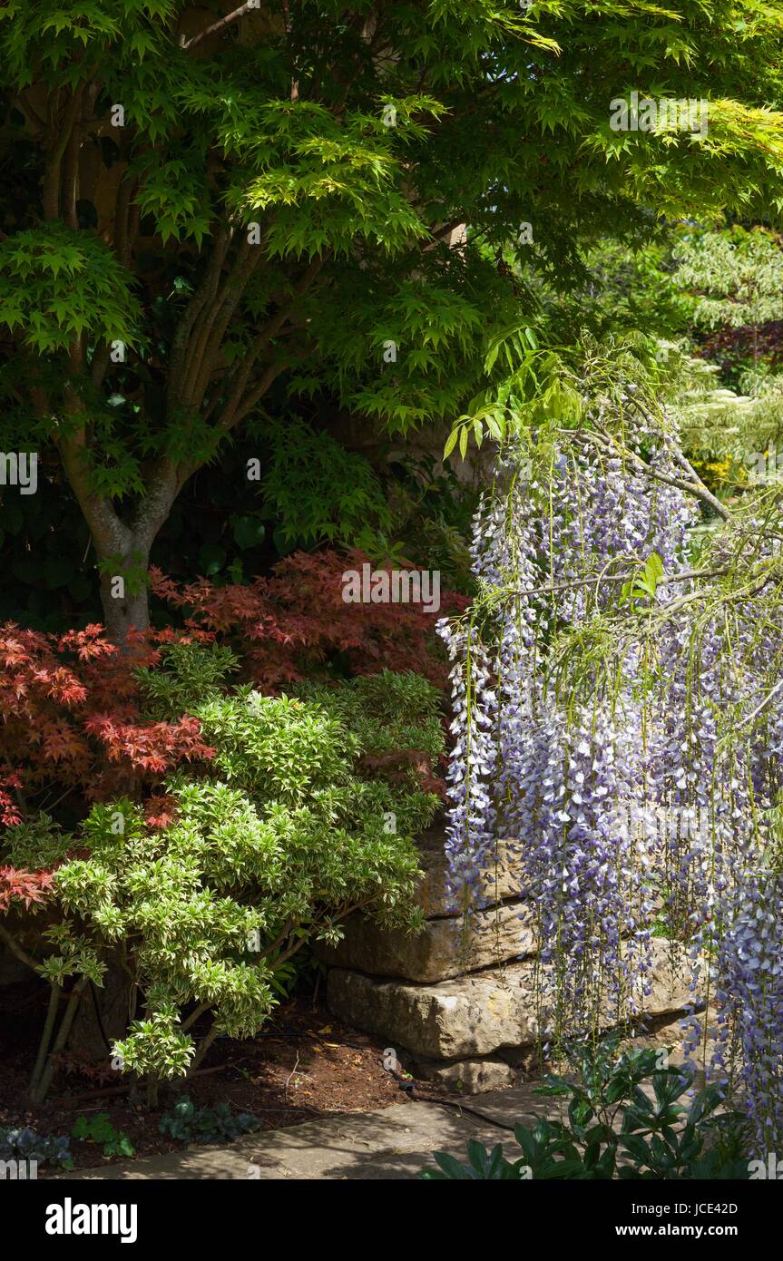 Cotswold cottage garden with Wisteria and Acer Trees, England Stock