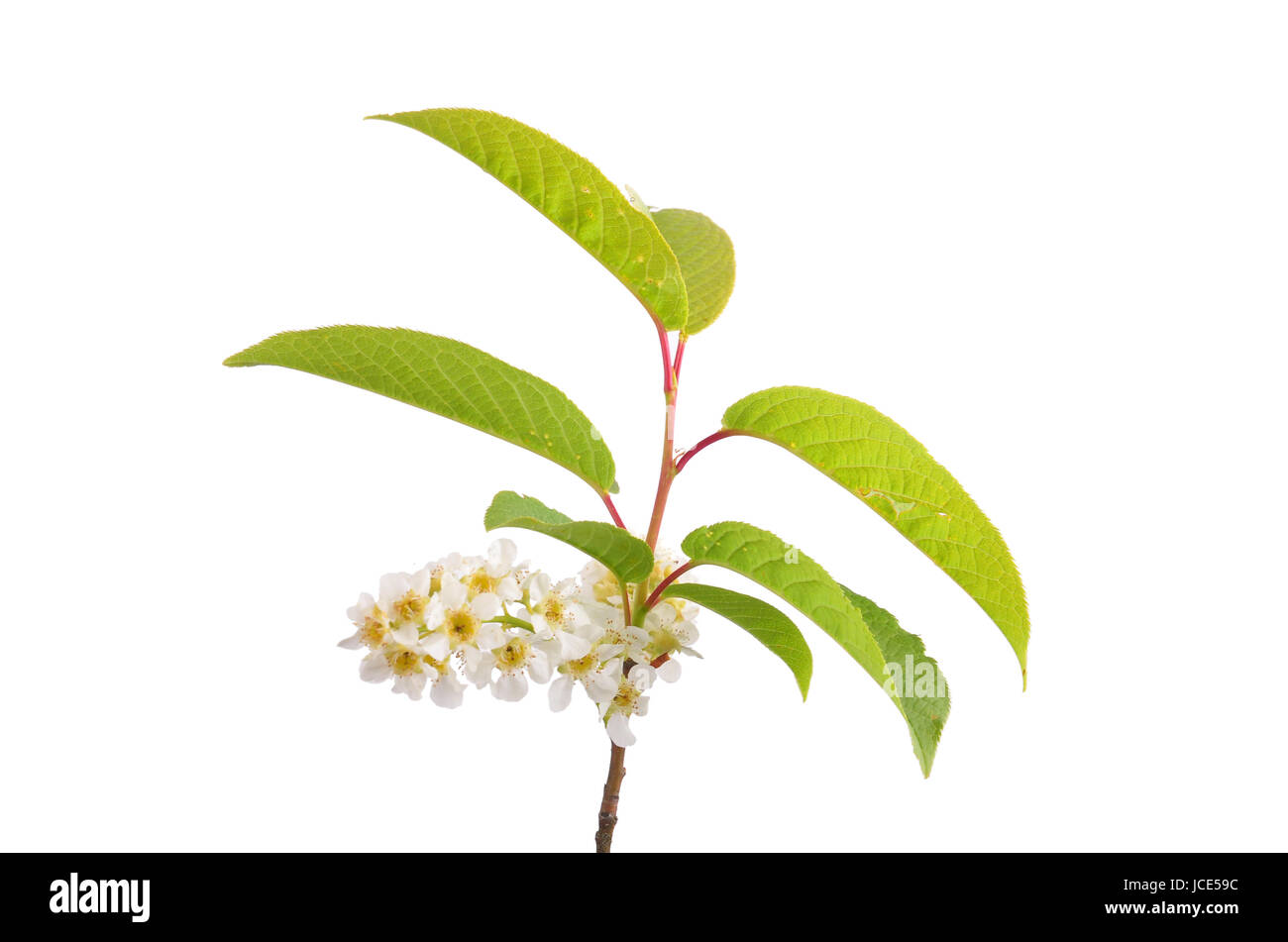Blüten des Faulbaums (Frangula alnus) Stock Photo
