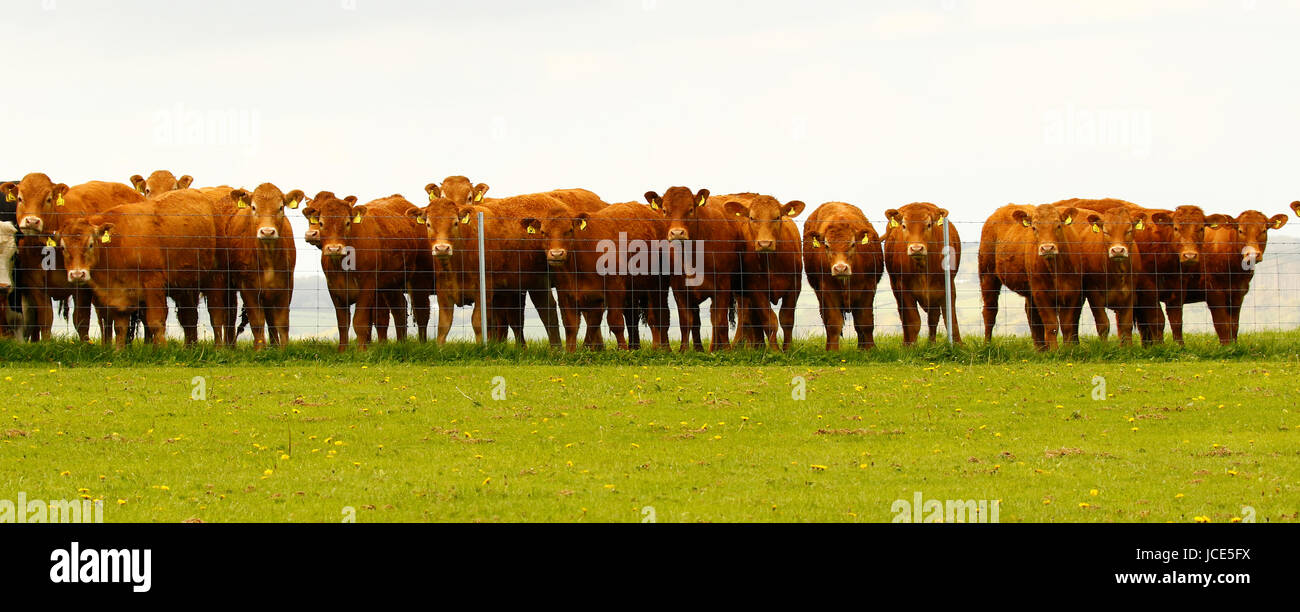 Stunning award winning beef cattle lined up Stock Photo