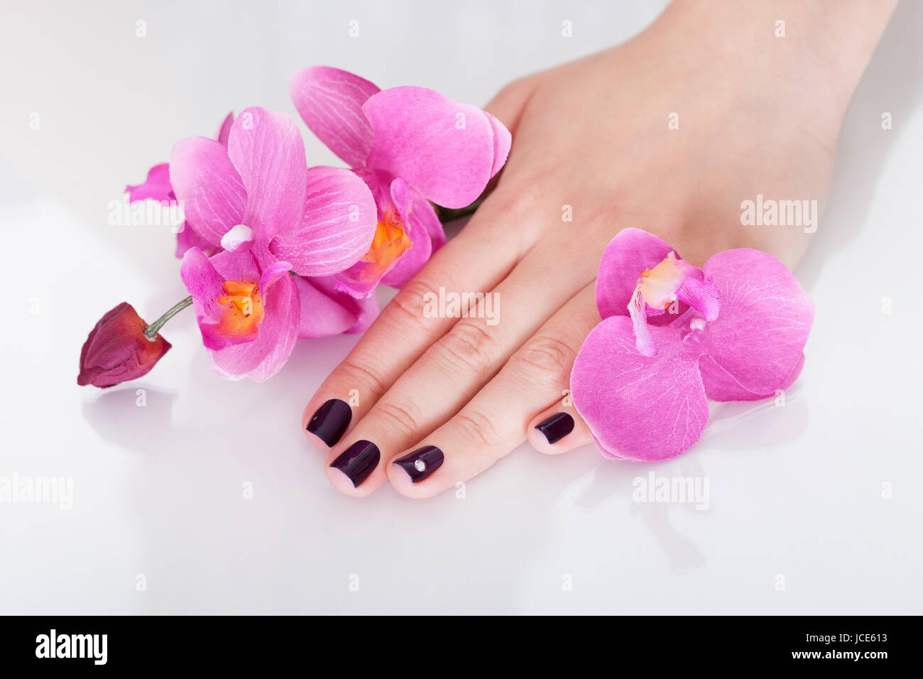 Fresh pink orchids surrounding the hand of a woman with beautiful purple nails Stock Photo
