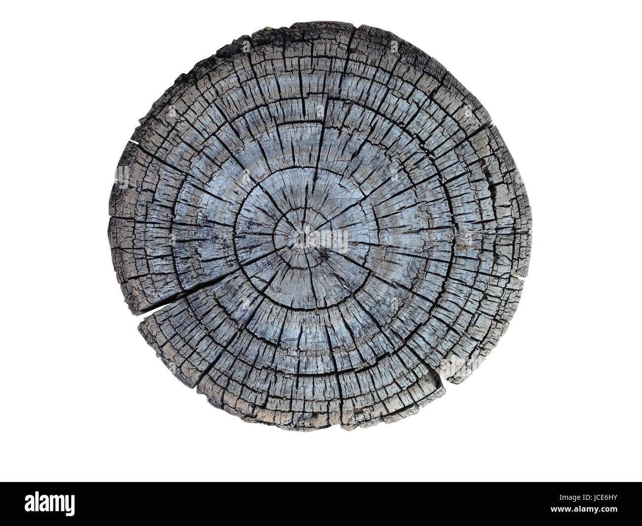 Cross section of tree trunk showing growth rings on white background ...