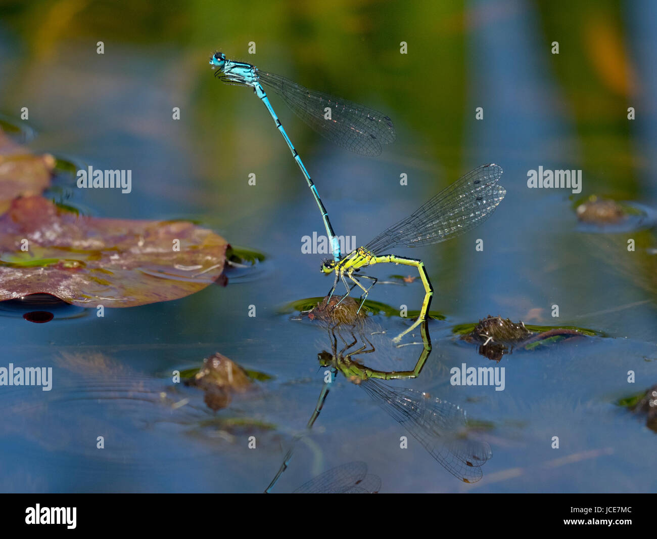 Common Blue Damselfly Enallagma cyathigerum adult pairs mating Stock ...