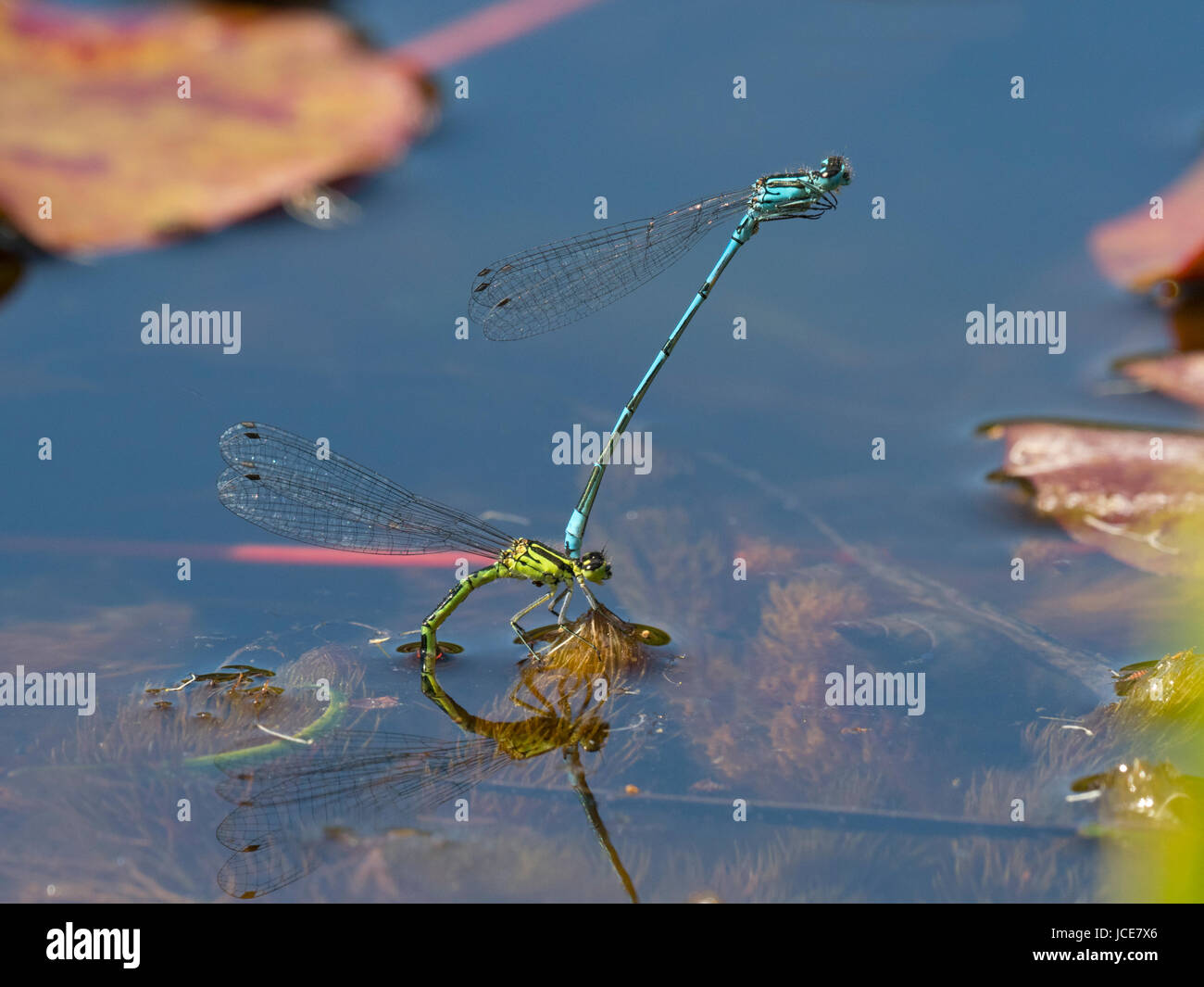 Common Blue Damselfly Enallagma cyathigerum adult pairs mating Stock ...