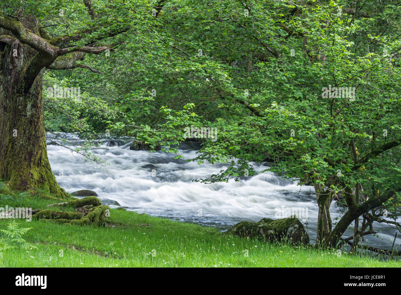 River Rothay near Pelter Bridge Lake District Stock Photo