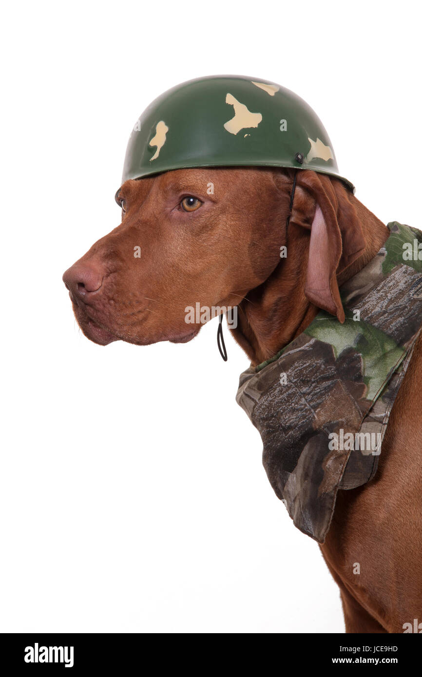 dog dressed in military outfit Stock Photo - Alamy