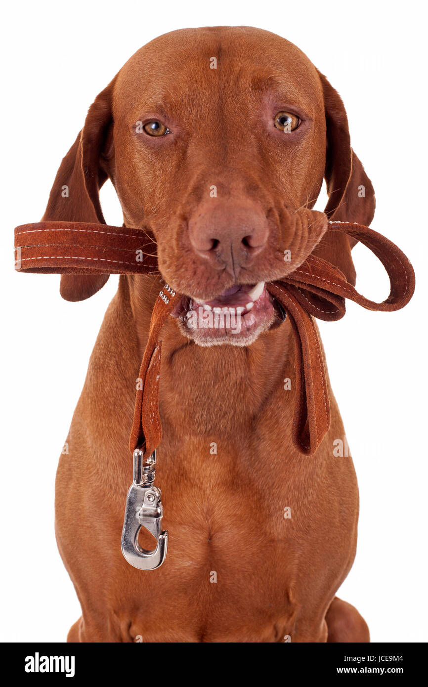 Dog With Leash In Mouth High Resolution Stock Photography and Images