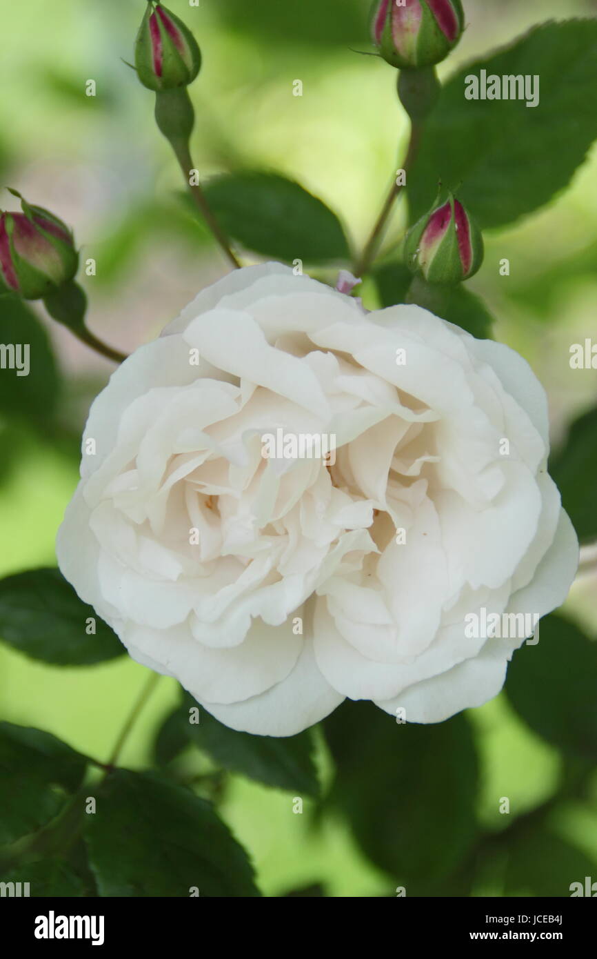 Rosa 'Blush Noisette' a fragrant, climbing rose - summer, UK Stock Photo