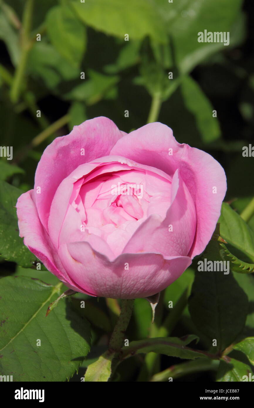 Rosa 'La Reine', a fragrant hybrid perpetual rose in flower in an English garden in June, UK Stock Photo