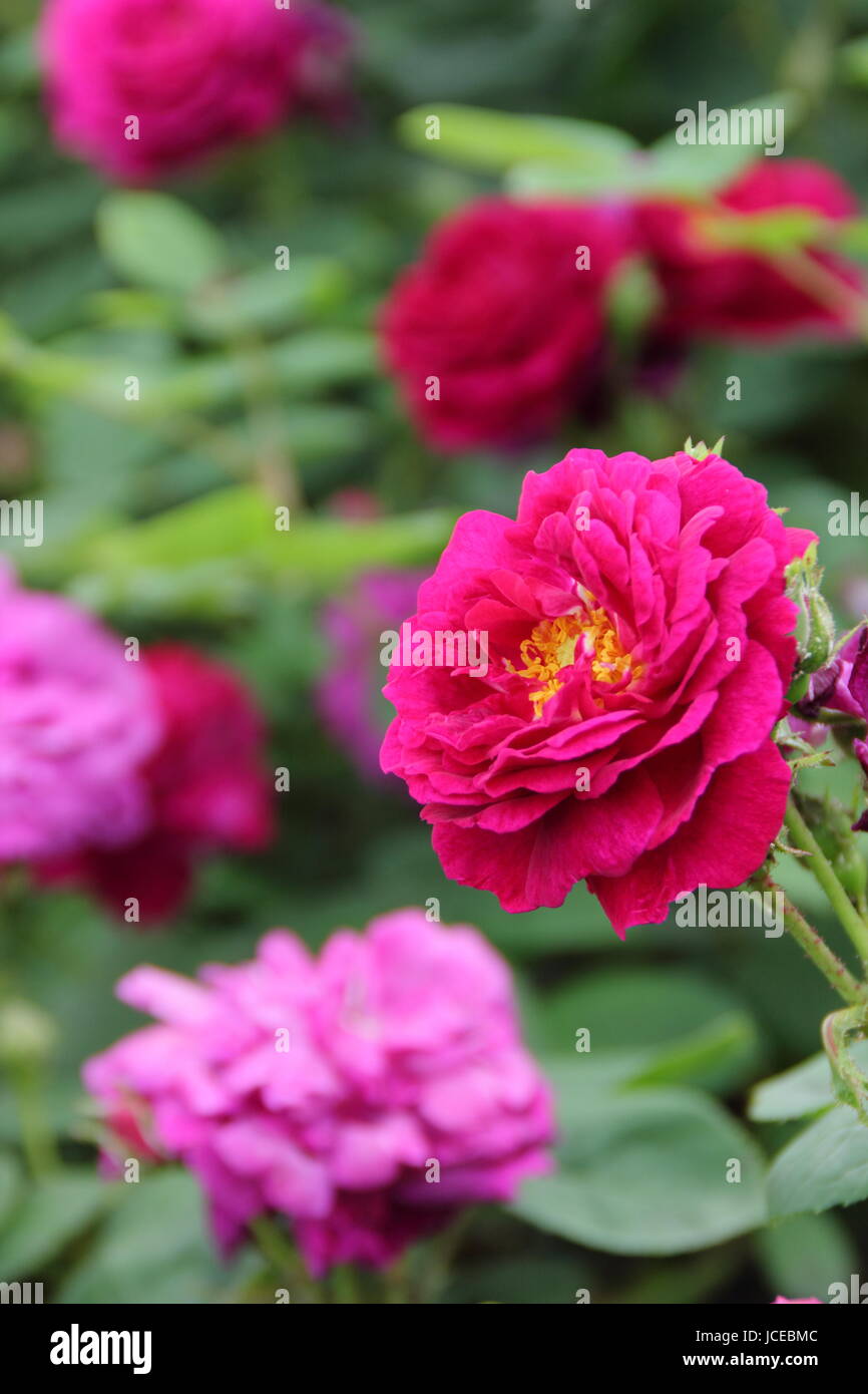 Rosa 'Gipsy Boy', synonym 'Zigeunerknabe', also sold as 'Gypsy Boy'; a deep crimson, fragrant Bourbon rose flowering in an English garden in June, UK Stock Photo