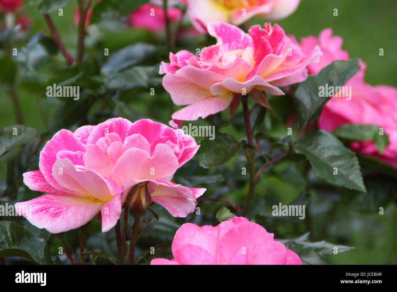 Habit rose online