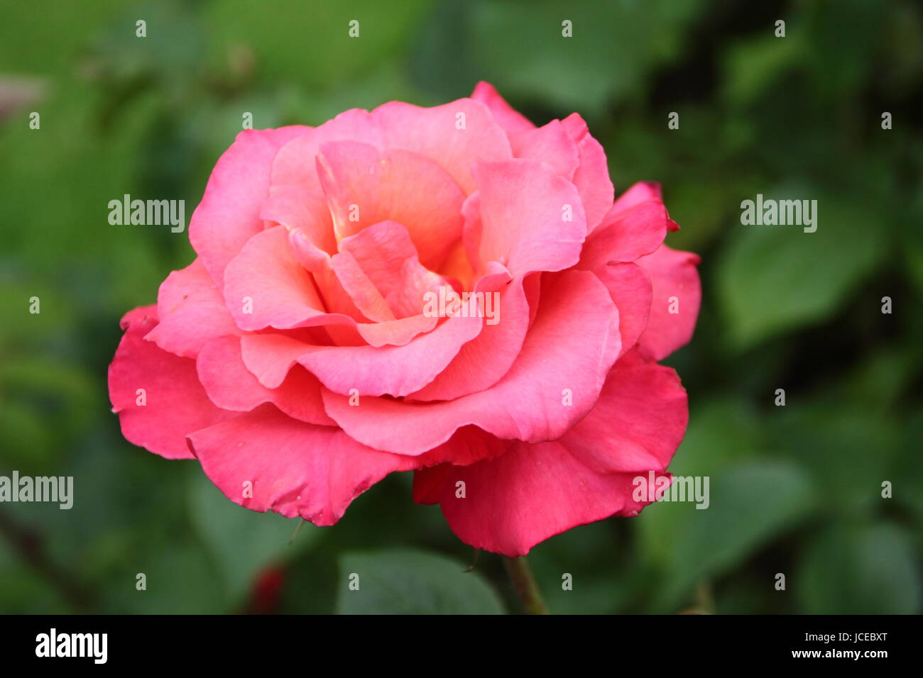 Rosa 'Fragrant Cloud', a scented hybrid tea rose flowering in the border of an English garden in June, UK Stock Photo